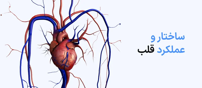 ساختار و عملکرد قلب